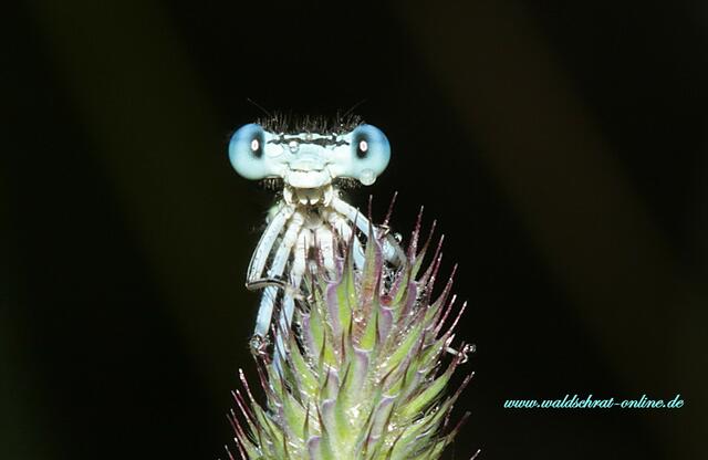 Ein Männchen der Blauen Federlibelle (Platycnemis pennipes) im Regen.