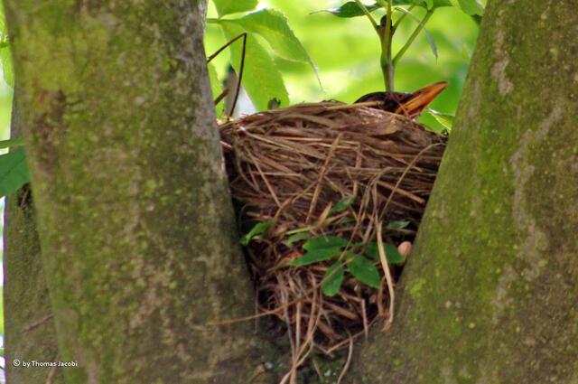 Da brütet eine Amsel.