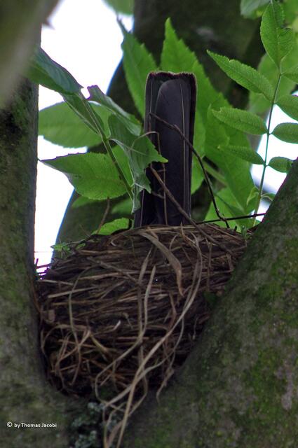 Das Nest ist mal wieder zu klein. :-)