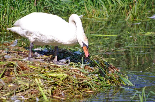 ...das Nest wieder her.