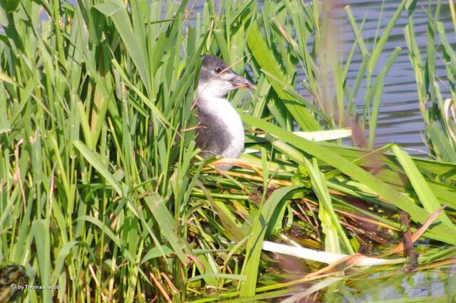 Das Bleßhuhnküken ist noch immer am Grübeln, wie man so ein Nest baut. :-)