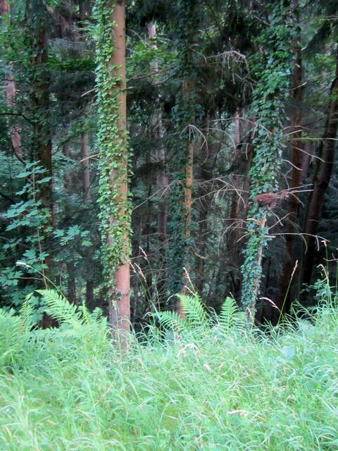 immer entlang an der engen Schlucht des Altenbaches....