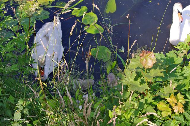 Familie Schwan vereint.