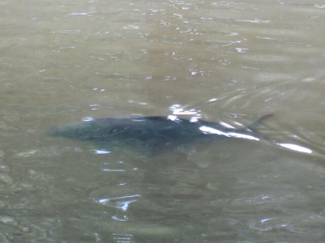 was ich da sah ein Riesen Fisch schwamm da auf mich zu