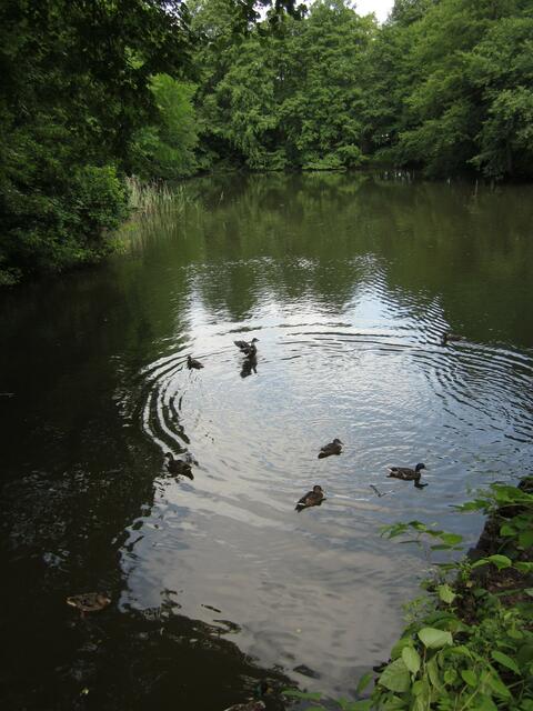 Gückliche Enten!