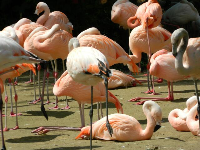 Sind das Holländer? Orange Flamingos