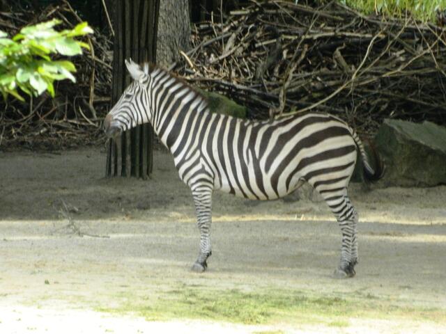 Über den Zebra Streifen?