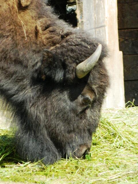 Buffallo Bill kenne ich nicht
