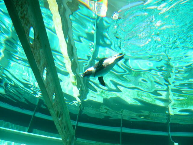 Ein plitsch platsch Pinguin