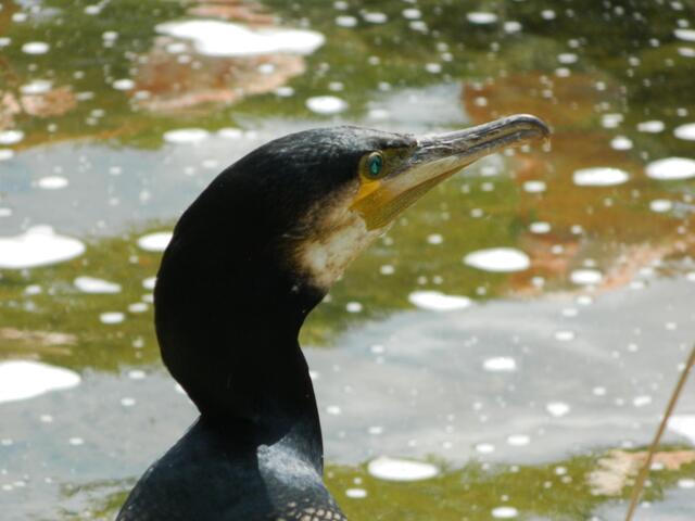 Kormoran