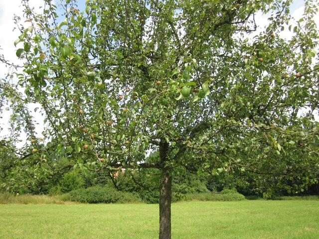 Das ist ein Birnbaum mit vielen Früchten. Diese Bäume wurden mal von uns Bürgern gesponsert.