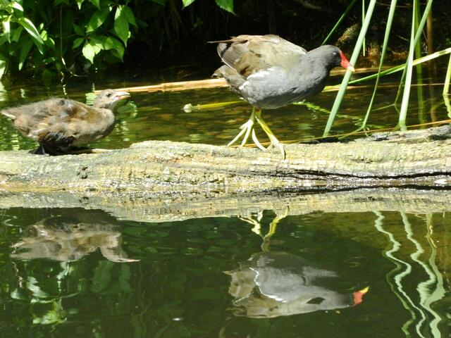 Teichhuhn mit Nachwuchs
