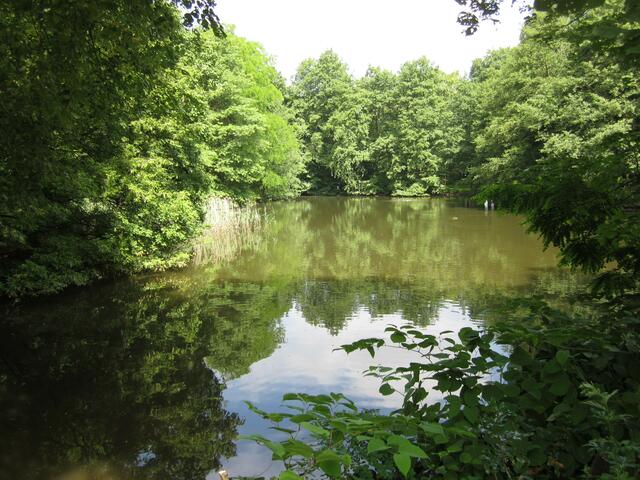 Das Wasser ist der Spiegel der Bäume.