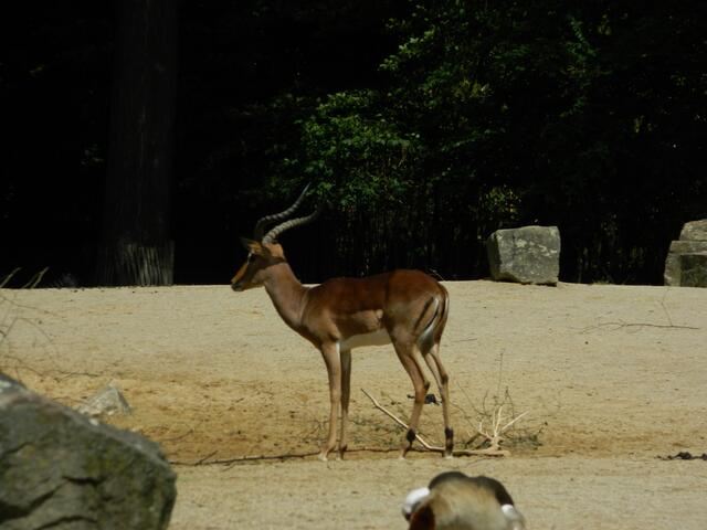 Wasserbock