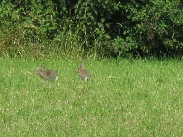 Die Kaninchen lieben auch die Sonne und das frische Gras