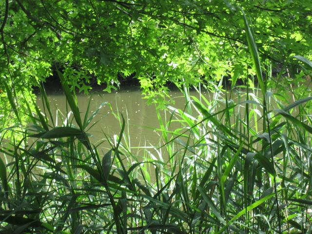 Da kann sich so manches Tier sich verstecken und leben!