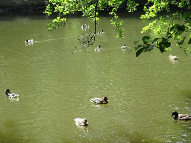 Die Enten kennen sicher diesen großen Fisch denn sie haben von ihm keine Notiz genommen.