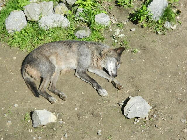 Wie viel wiegt ein Wolf bei der Geburt?