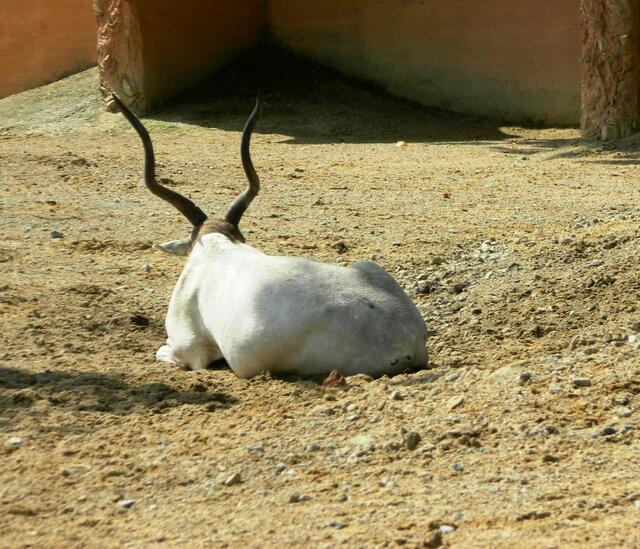 Mendes-Antilope