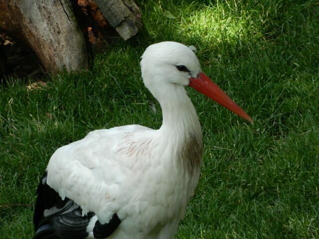 Unser Weissstorch