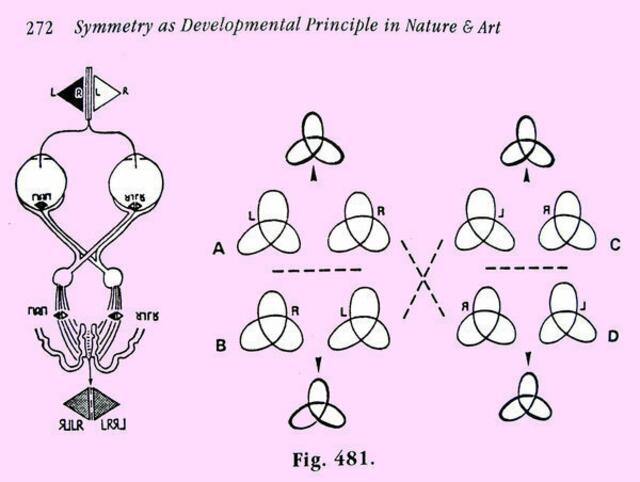Doppelspiegeluntersuchungen - Zur URFORM-Lehre/Theorie/Modell. werner hahn. Symmetriebuch. 1989 (deutsch), 1998 print / 2011 ebook world scientific.