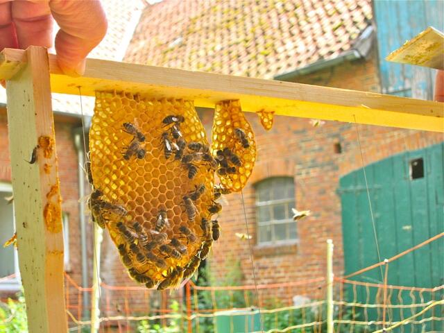 Unsere Bienen haben angefangen im Leerrähmchen selbst zu bauen