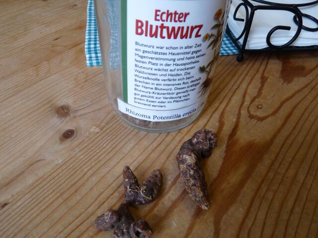 vornen die Wurzel des Blutwurz