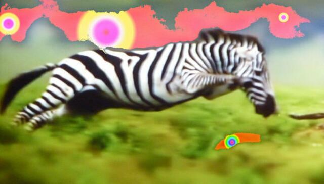 NODIsage-ZEBRA-Verwandtschaften ... werner hahn 8-6-12