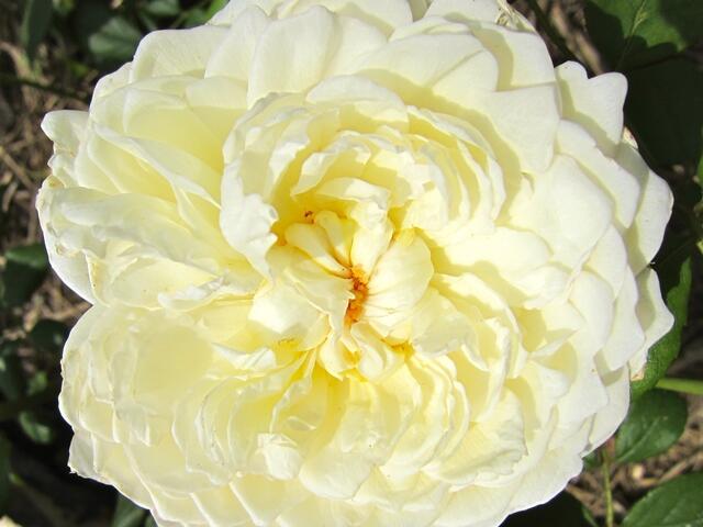 Blüte der "Claire Austin"-Rose