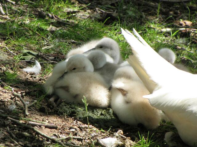Flauschig