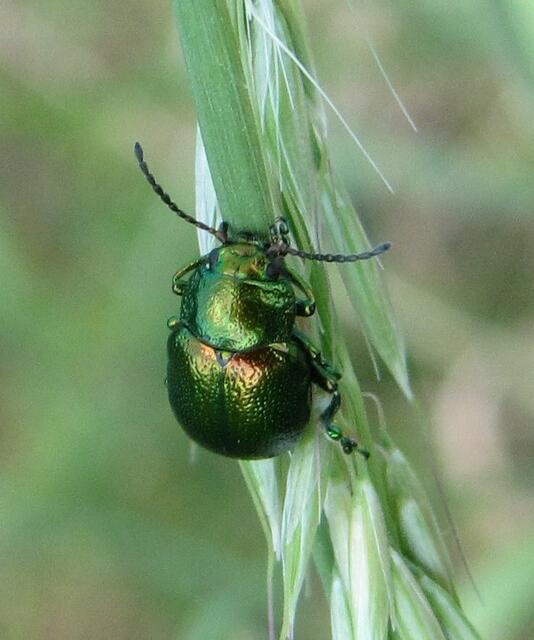 Blattkäfer Chrysolina graminis (?)