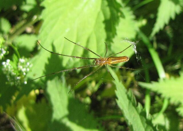 Streckerspinne