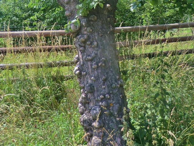 Apfelbaum an der Strasse.