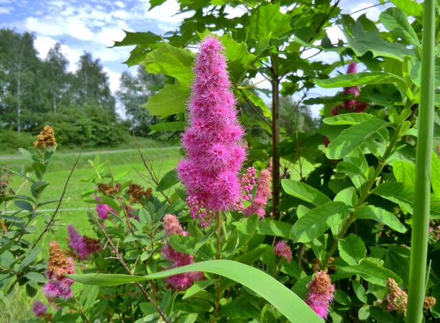 Wildblumen.