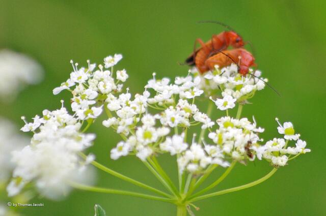 Maja. :-))