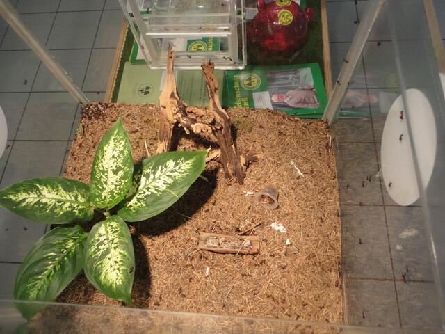Im Insekten- und...