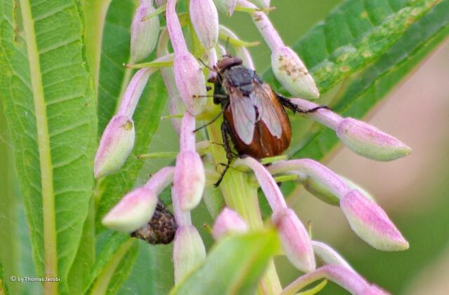 Was macht die Fliege auf dem Käfer?
