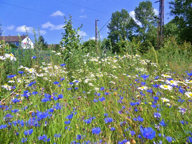 Ein Kornfeld an der Kippe.