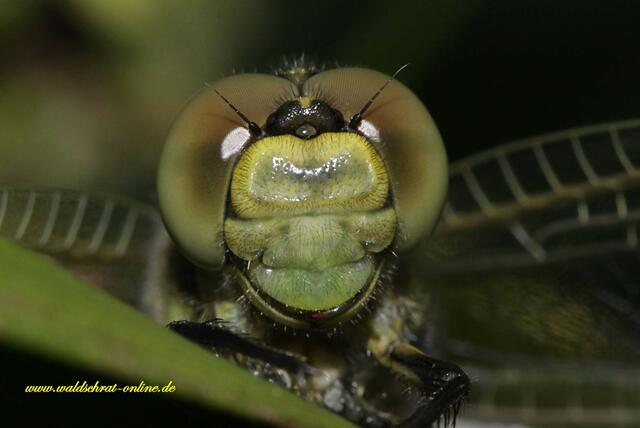 Ein Weibchen des Großen Blaupfeiles (Orthetrum cancellatum), frisch geschlüpft.