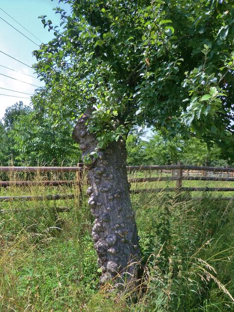 Apfelbaum an der Strasse.