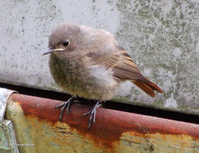 Auch dieses Rotschwänzchen wartet auf den Altvogel.