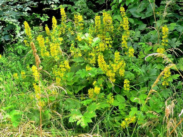 Wildblumen