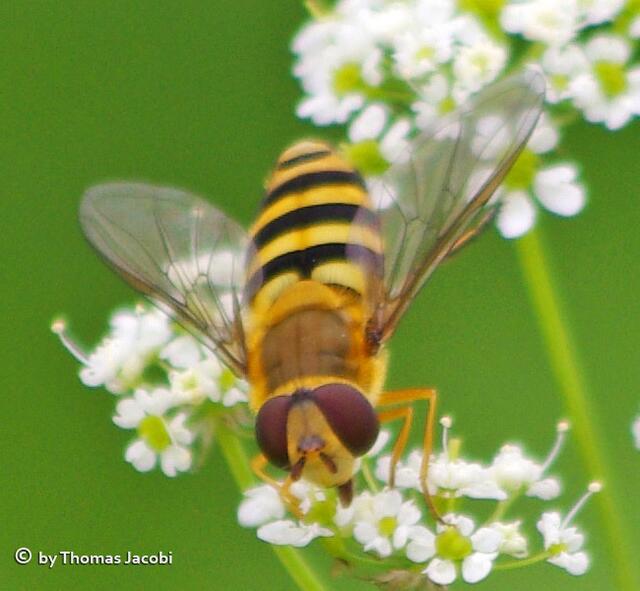 Eine Schwebfliege.