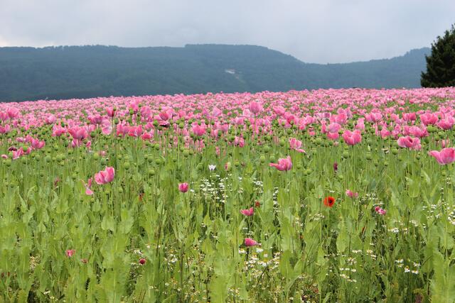 und so sieht es ganz nah aus. im hintergrund ist der hoher meißner zu sehen.