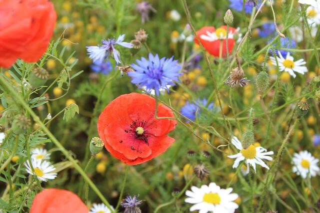das klatschmohn... hier am wegesrand