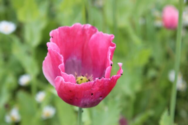 kleine insekten haben den mohn auch für sich entdeckt