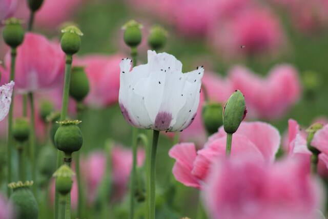 eine albinoblüte ;-))
