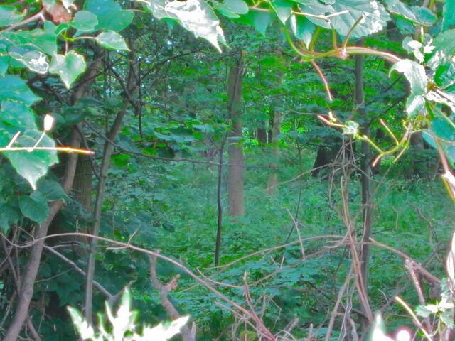 "Lug in den Wald"