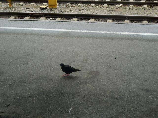 Wenigstens ein Lebewesen am Bahnsteig