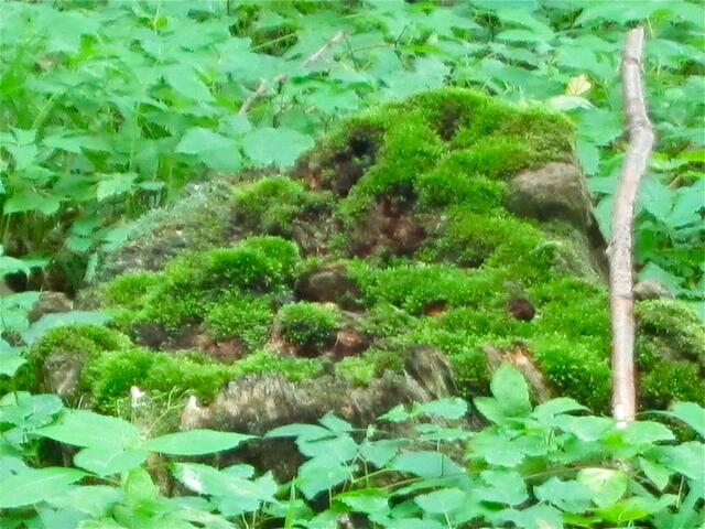 Ohne Moos ist auch im Wald nicht viel los ;-P